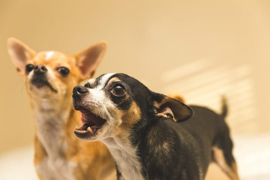 Quel collier anti-aboiement choisir pour un petit chien ? Guide 2025