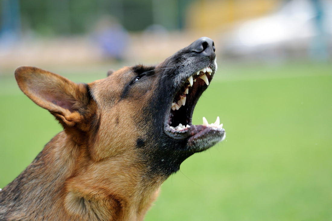 Comment fonctionne un collier anti aboiement ? Tout ce que vous devez savoir