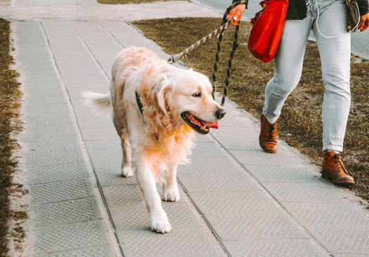 Peut-on promener son chien sans laisse ? Ce que dit la loi.